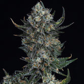 Durban Poison Seeds